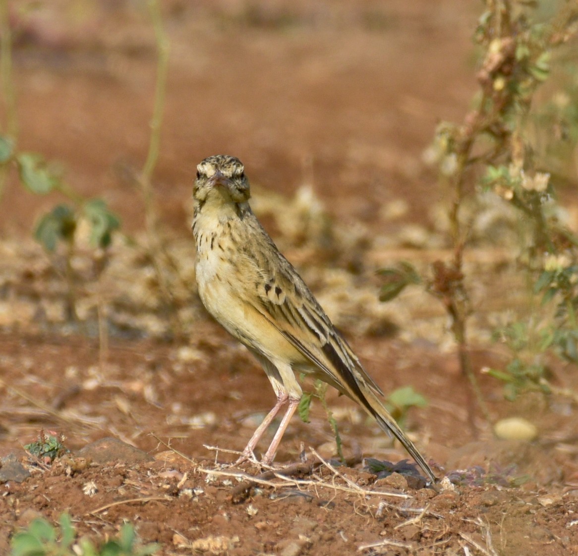 pipit sp. - ML615740165