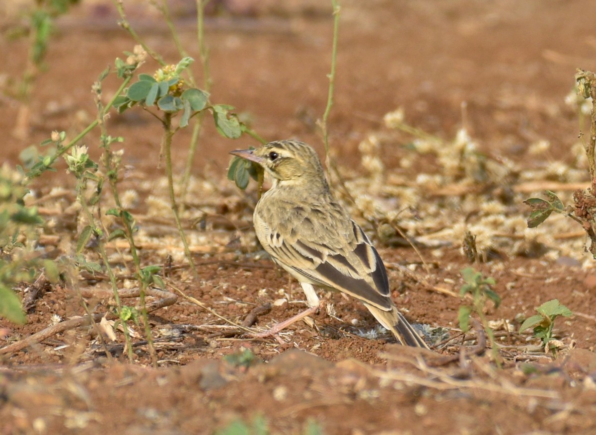 pipit sp. - ML615740166