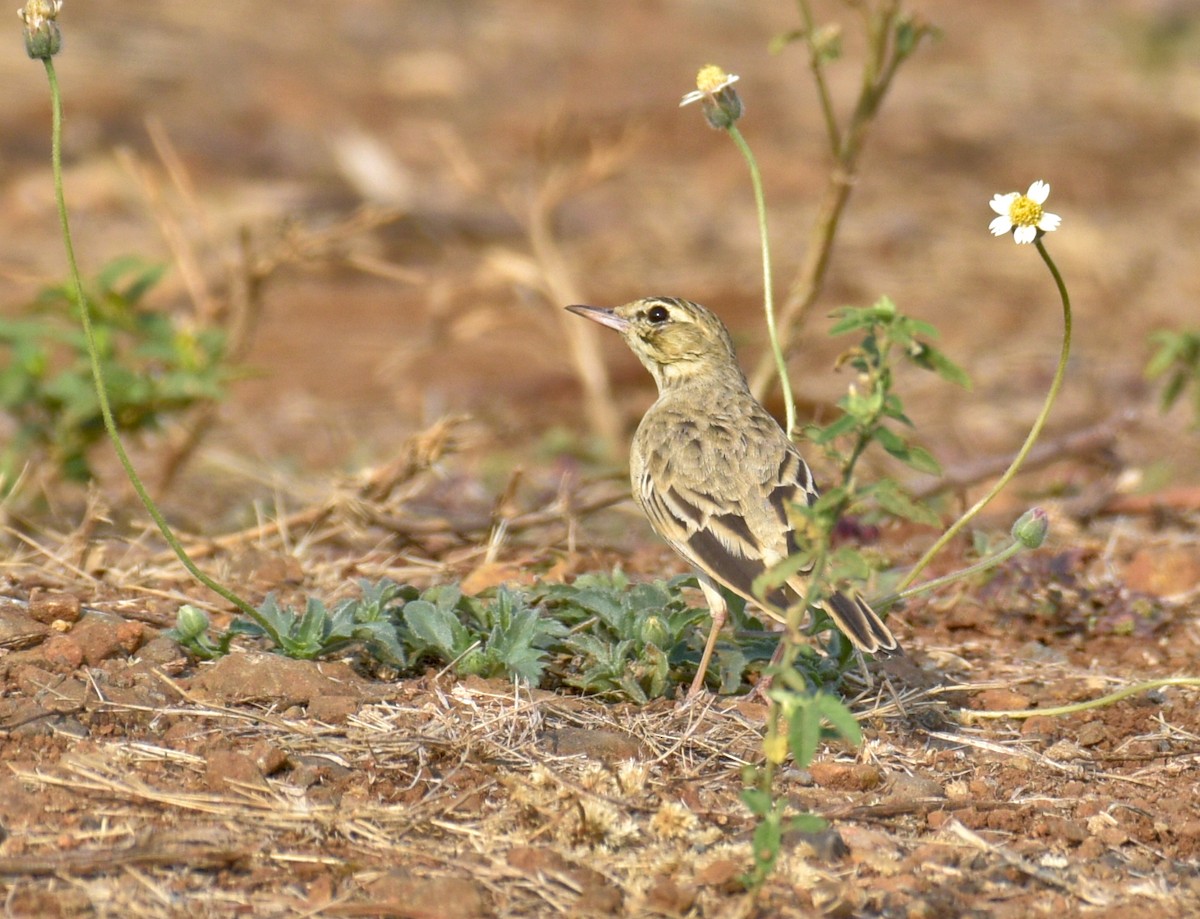 pipit sp. - ML615740167