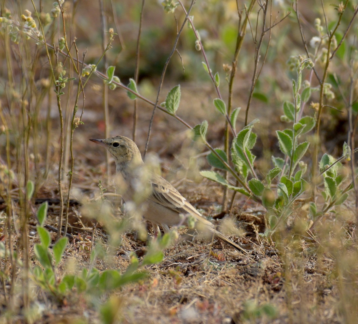 pipit sp. - ML615740168