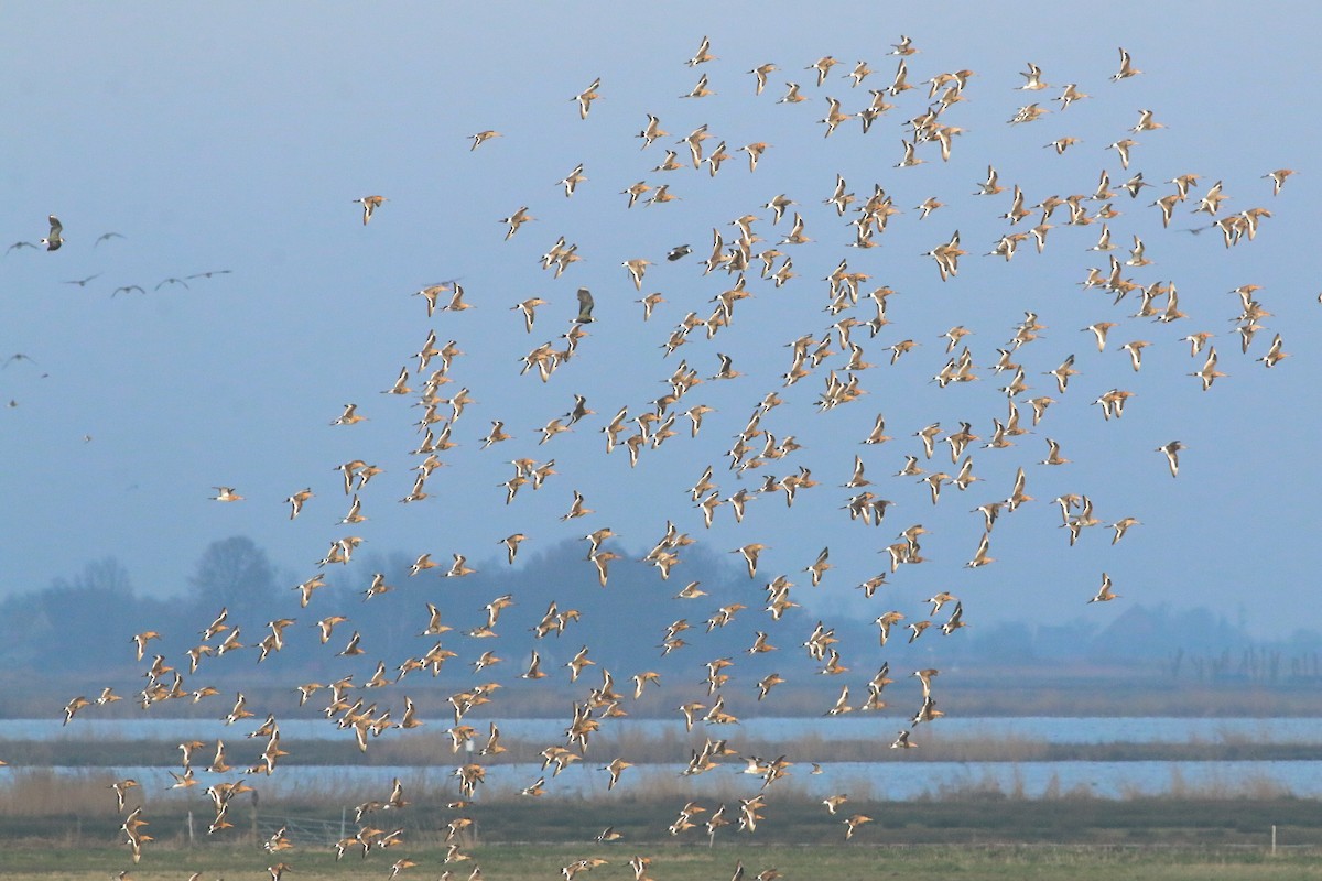 Black-tailed Godwit - Daan van der Hoeven