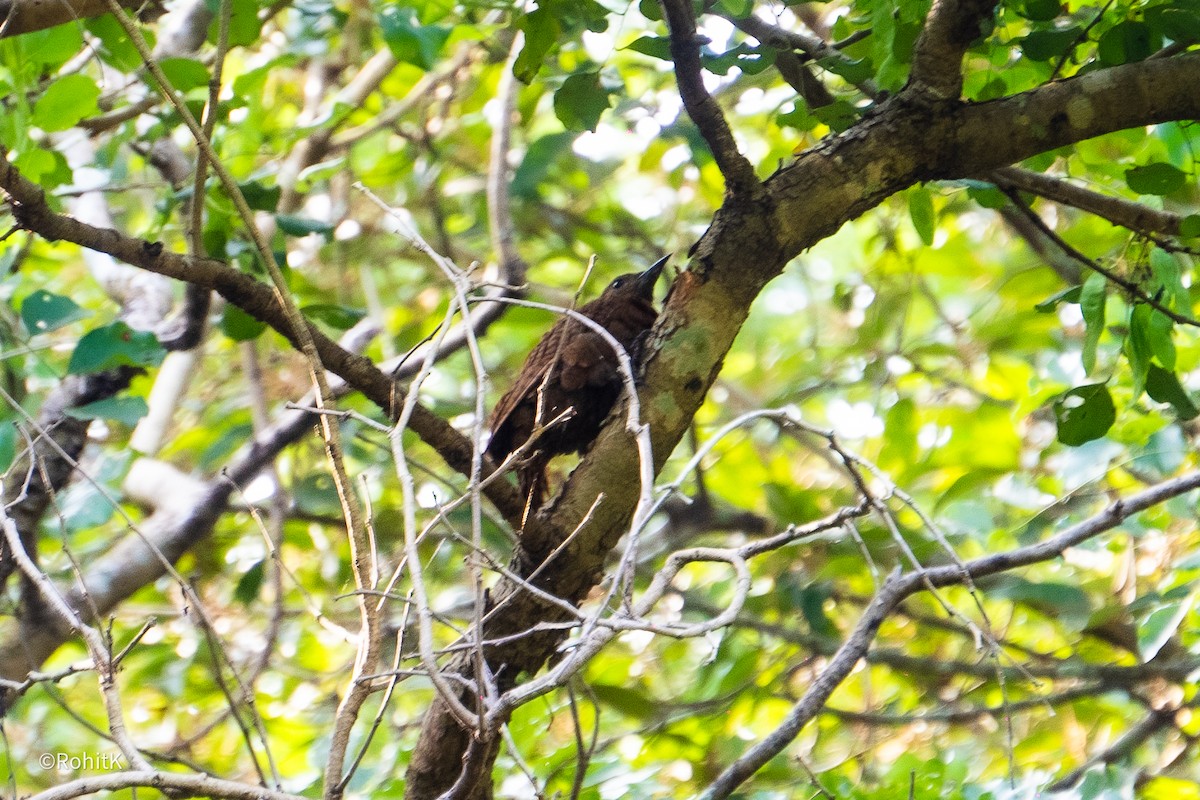 Pícido sp. - ML615740307