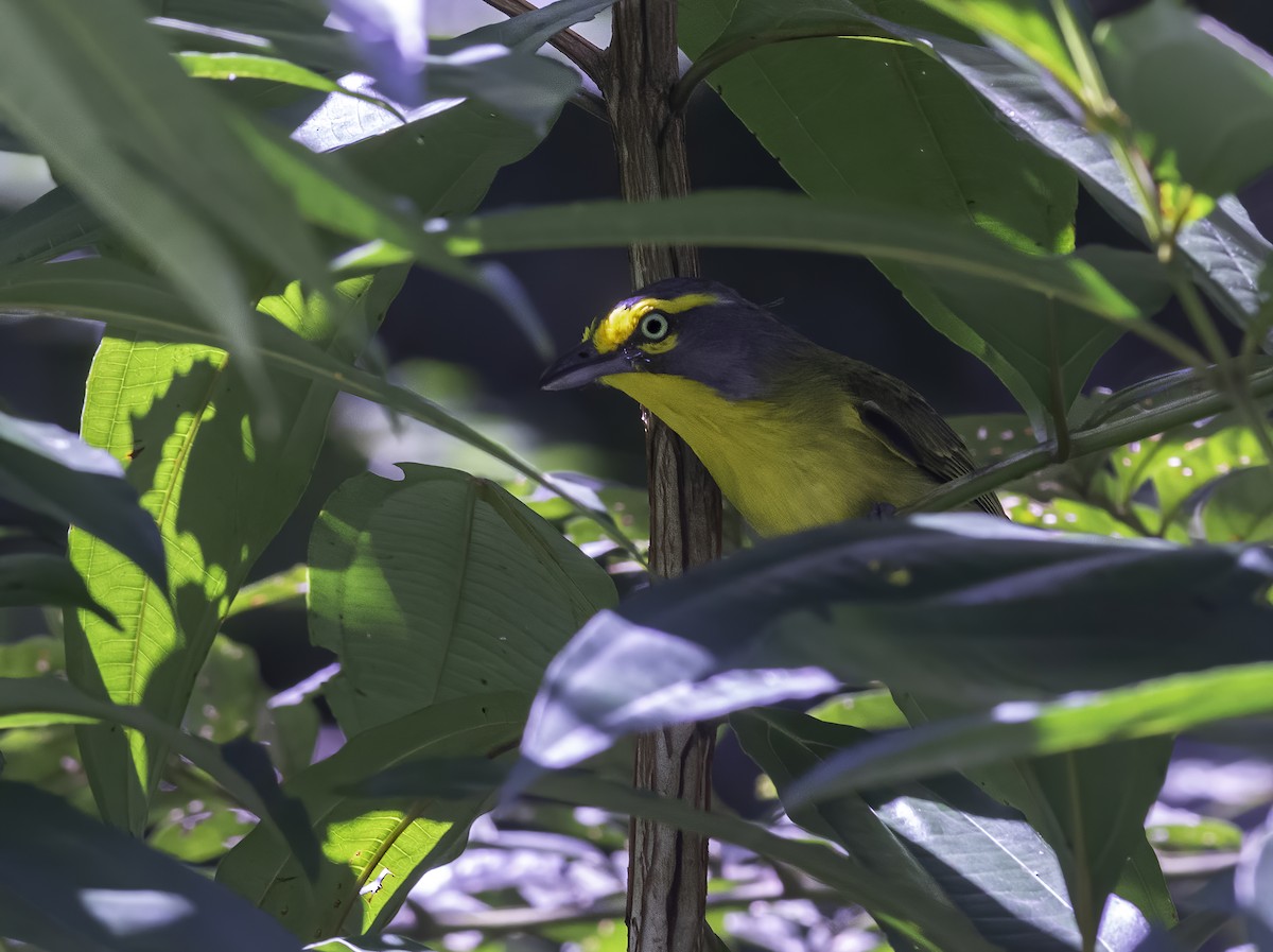 Slaty-capped Shrike-Vireo - ML615740342