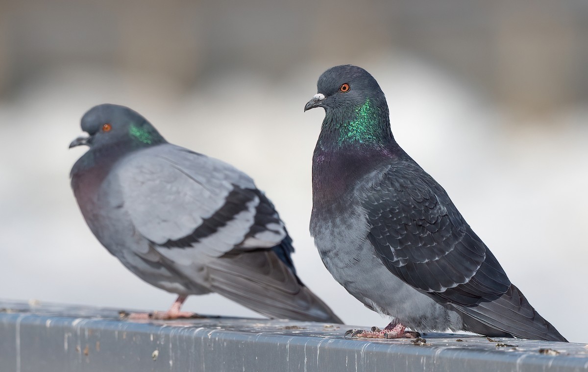 Rock Pigeon (Feral Pigeon) - ML615740360