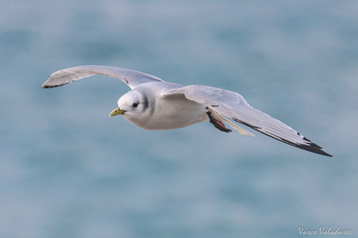 Black-legged Kittiwake - ML615740374