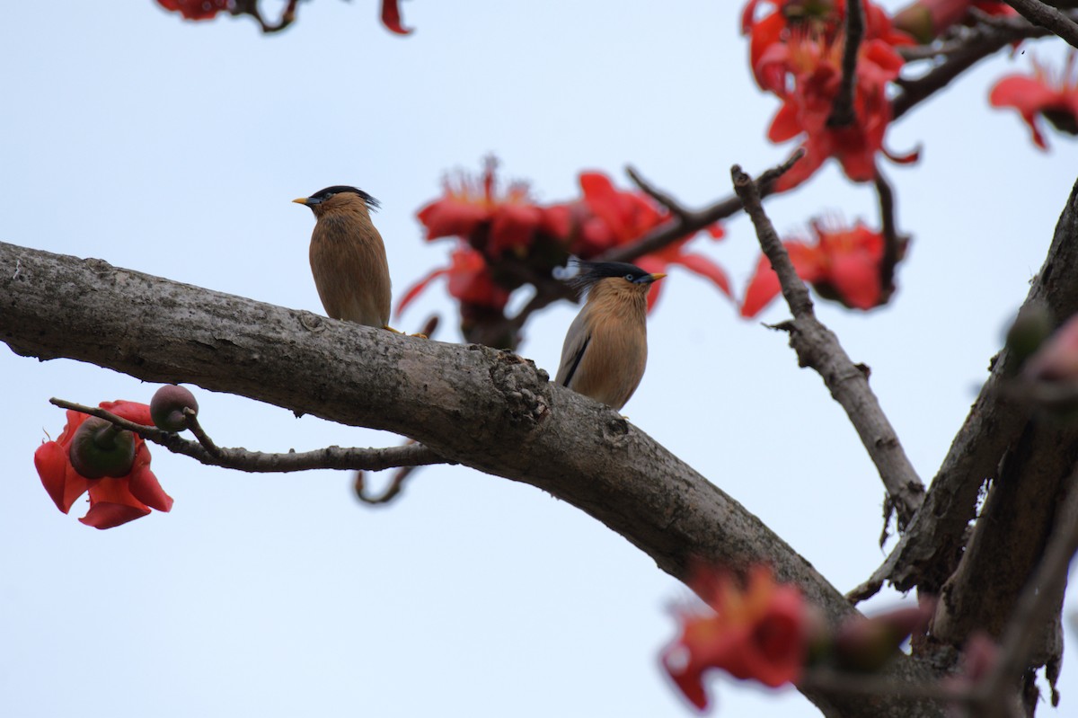 Brahminy Starling - ML615740439