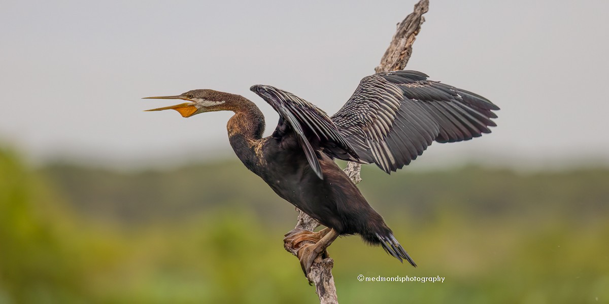 Anhinga d'Australie - ML615740444