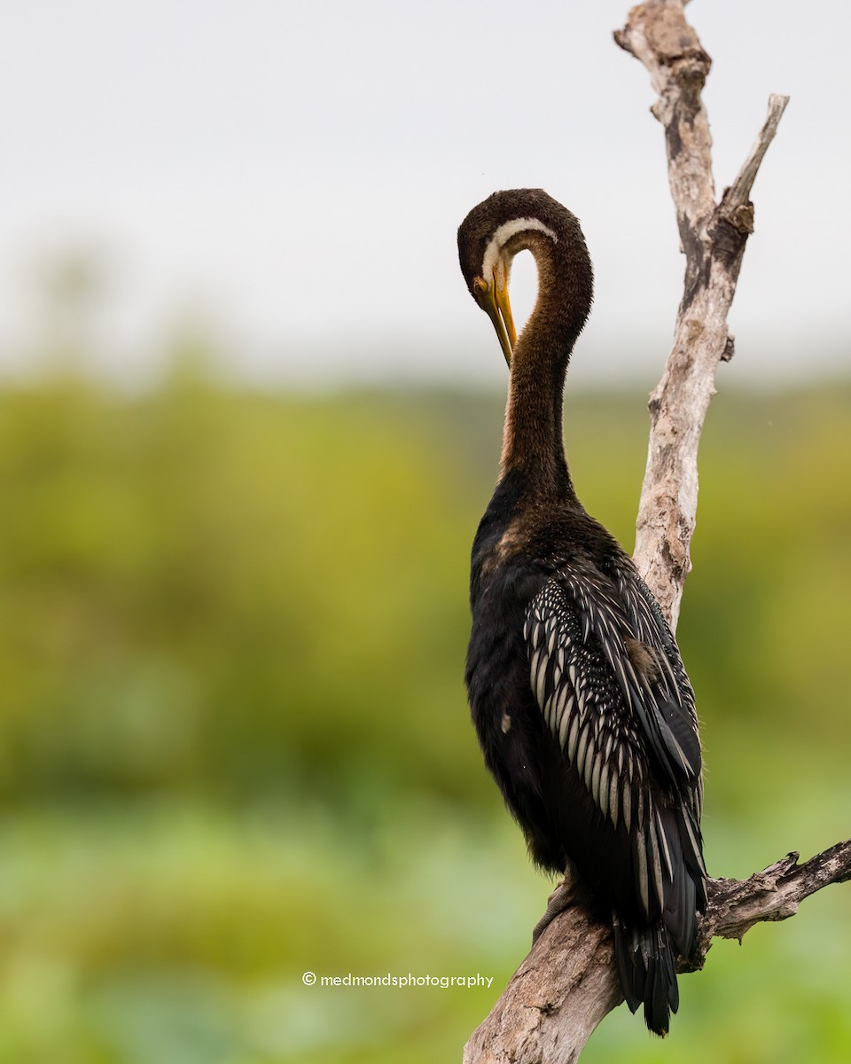 Australasian Darter - Michelle Edmonds