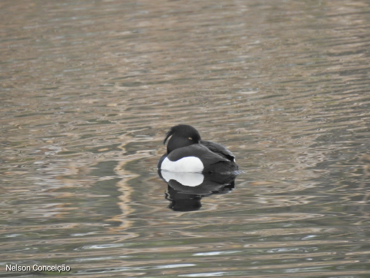 Tufted Duck - ML615740448