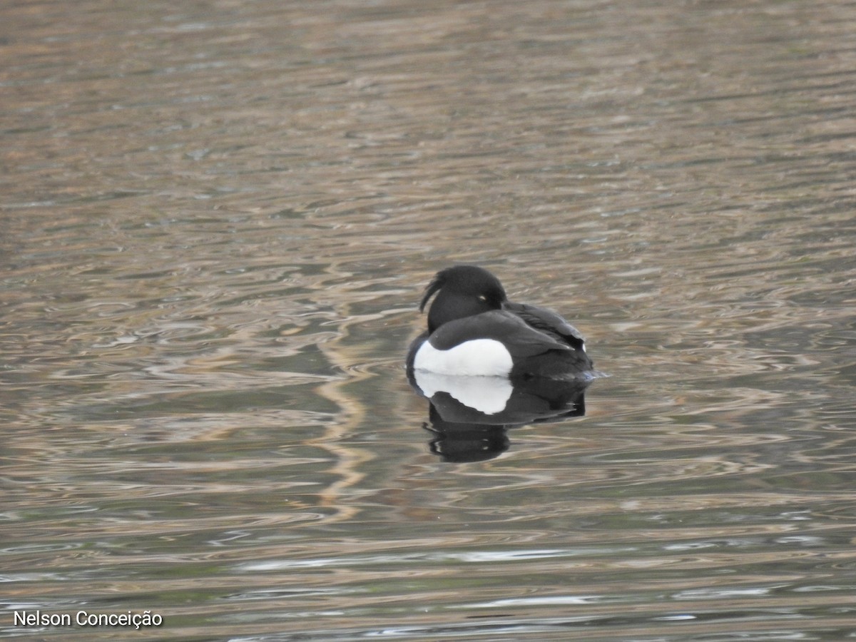 Tufted Duck - ML615740449