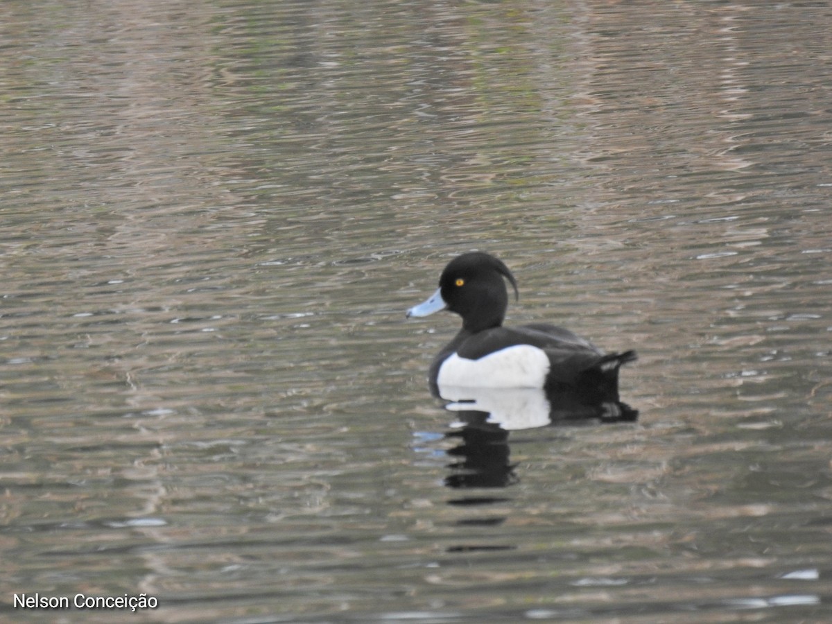 Tufted Duck - ML615740450
