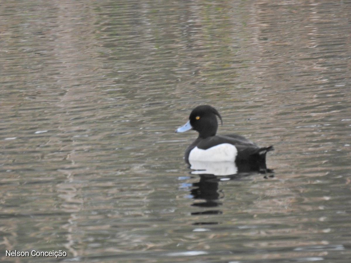 Tufted Duck - ML615740451