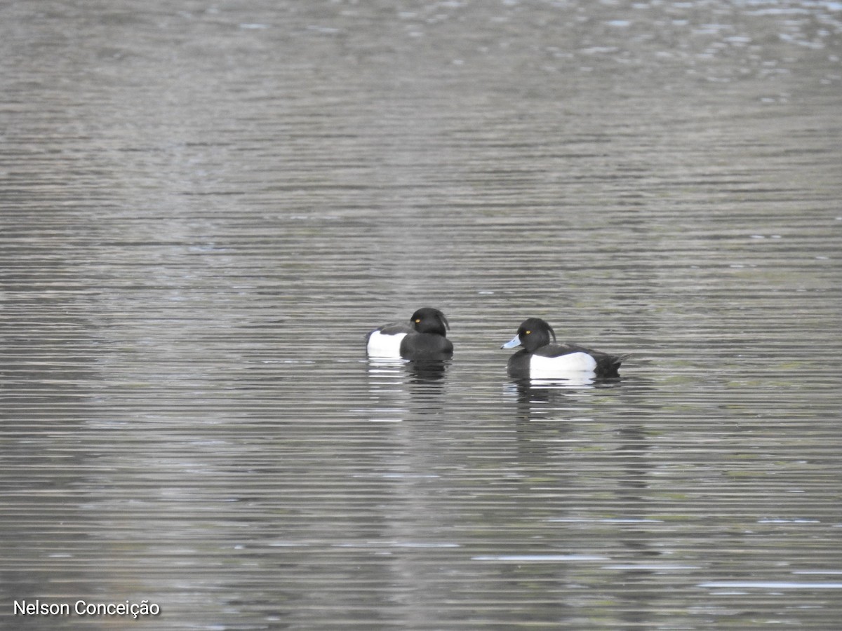Tufted Duck - ML615740452