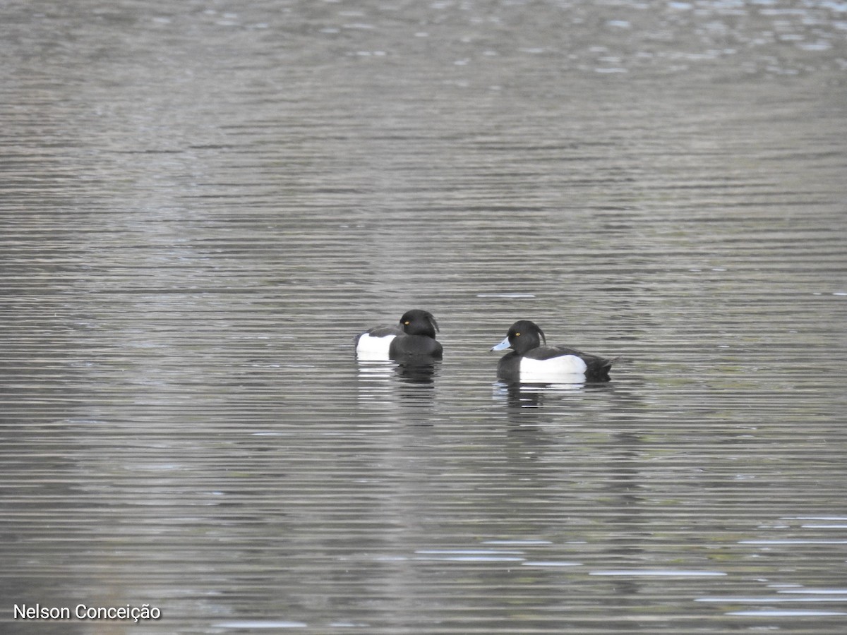 Tufted Duck - ML615740453