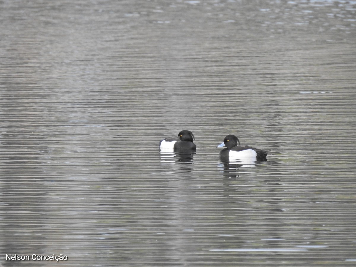 Tufted Duck - ML615740454