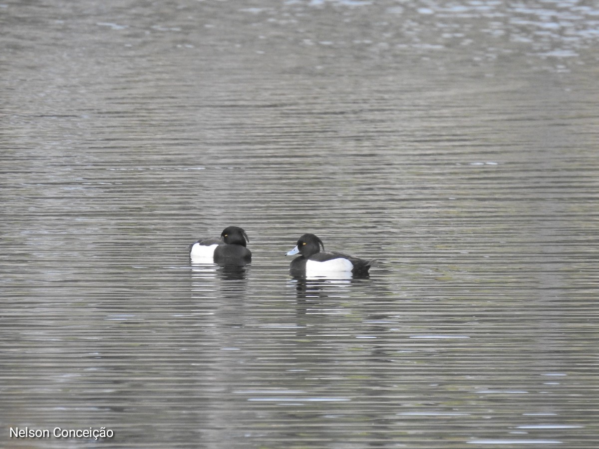 Tufted Duck - ML615740455