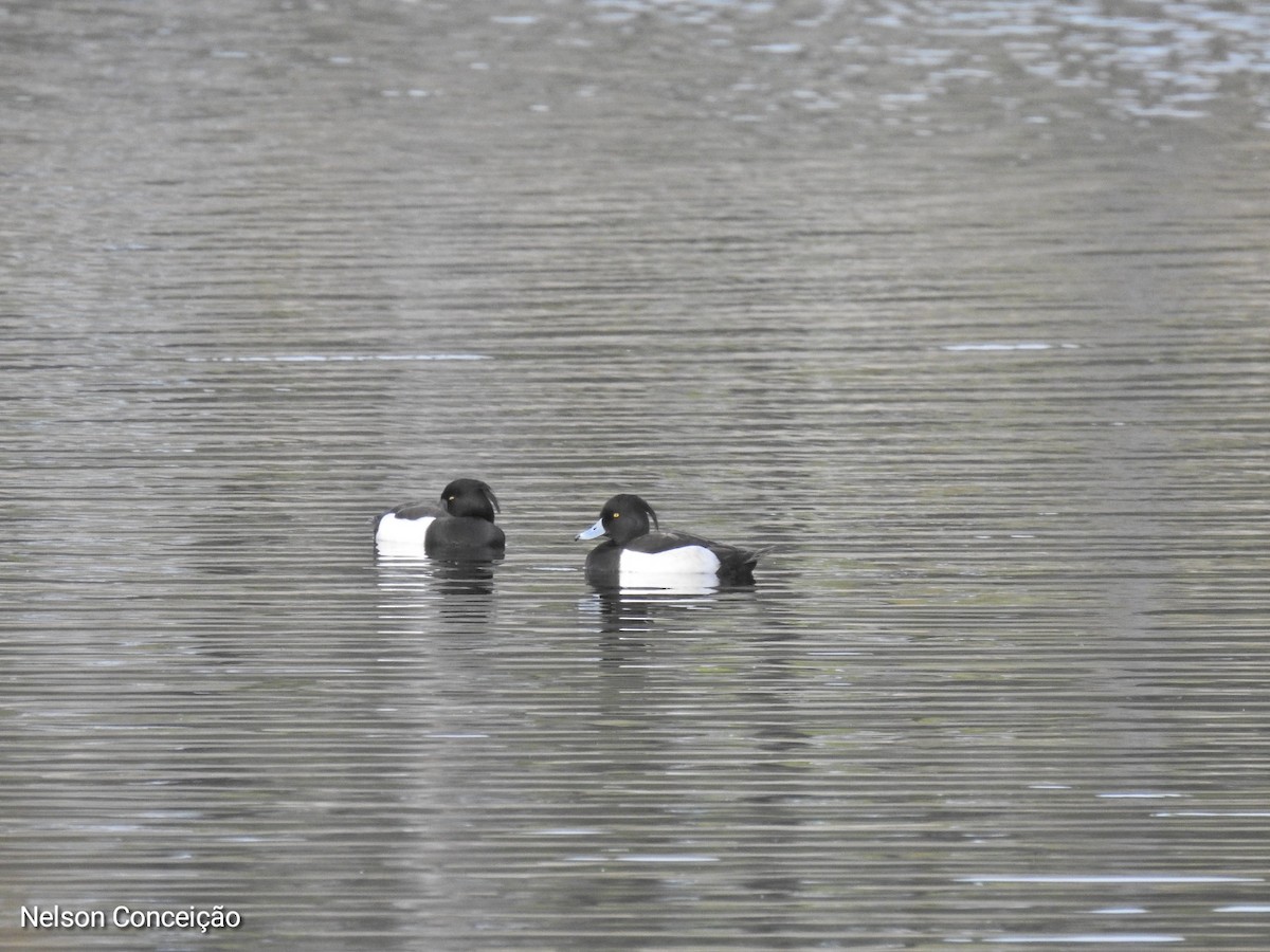 Tufted Duck - ML615740456