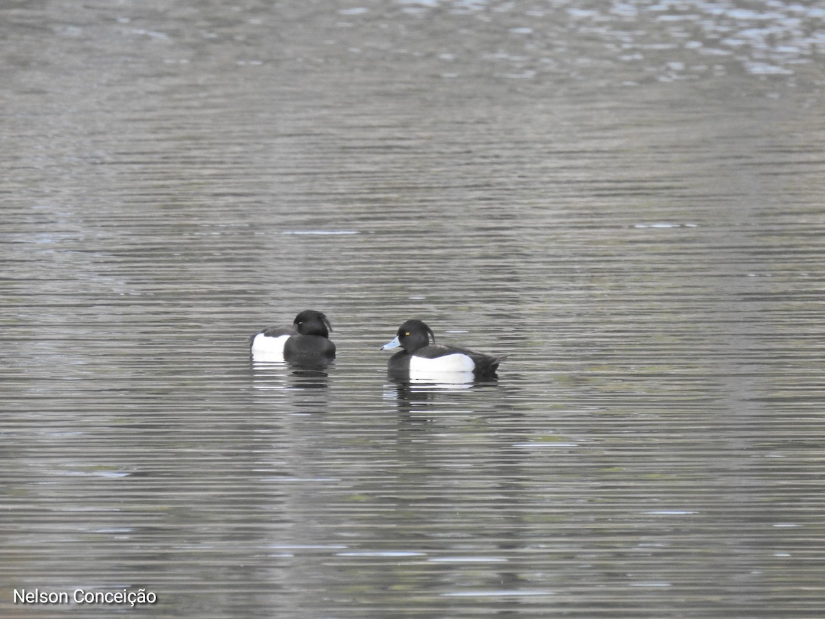 Tufted Duck - ML615740457