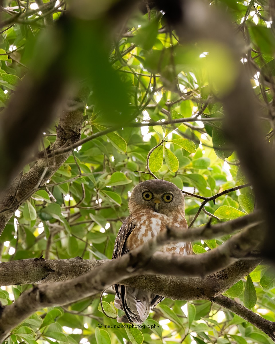 Barking Owl - Michelle Edmonds