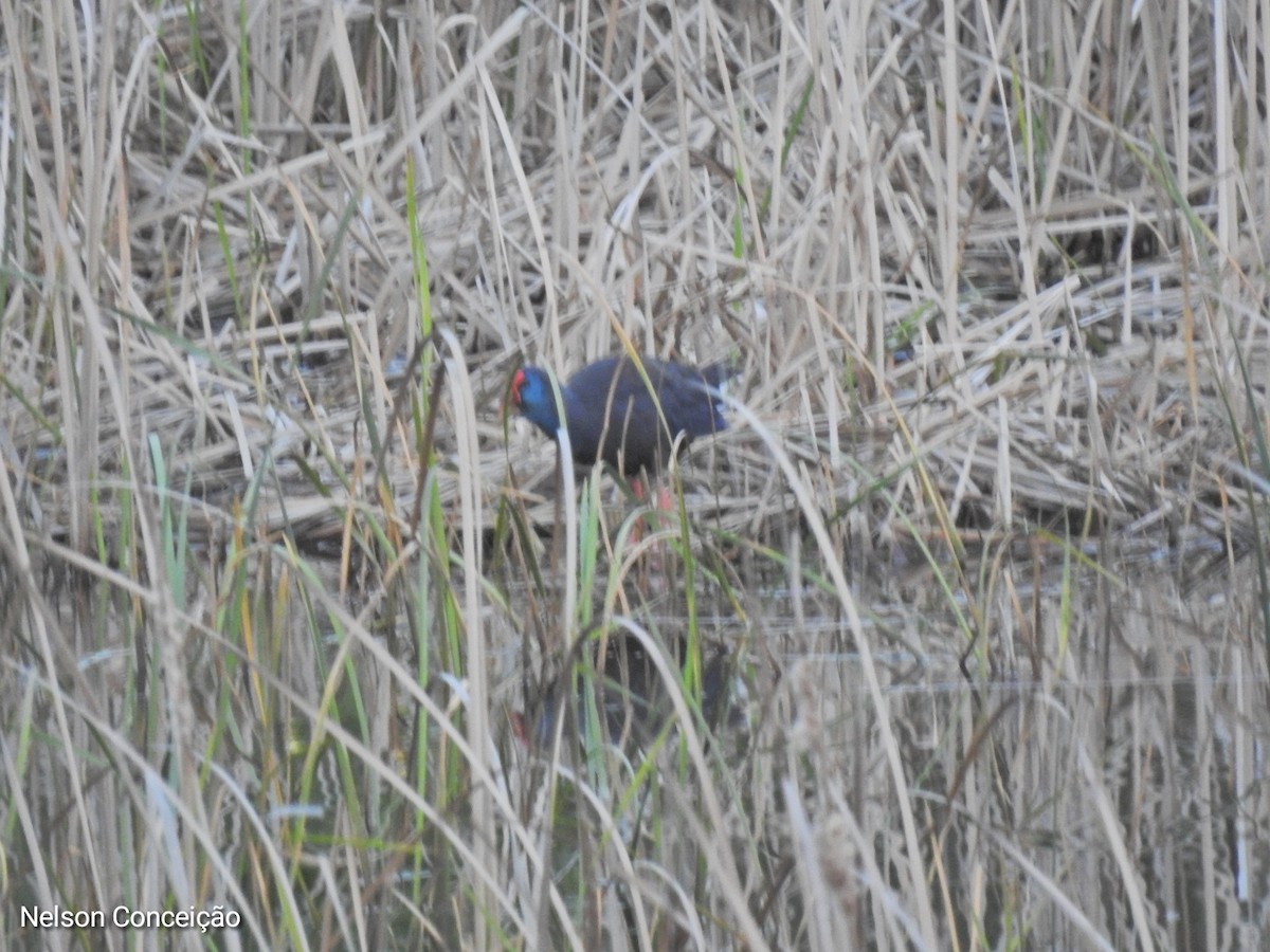 Western Swamphen - ML615740525