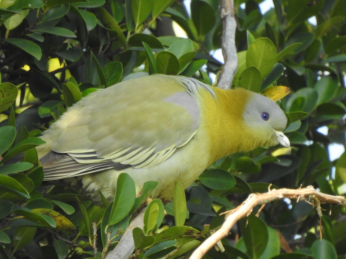 Yellow-footed Green-Pigeon - ML615740526