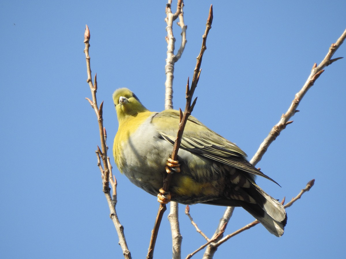 Yellow-footed Green-Pigeon - ML615740527