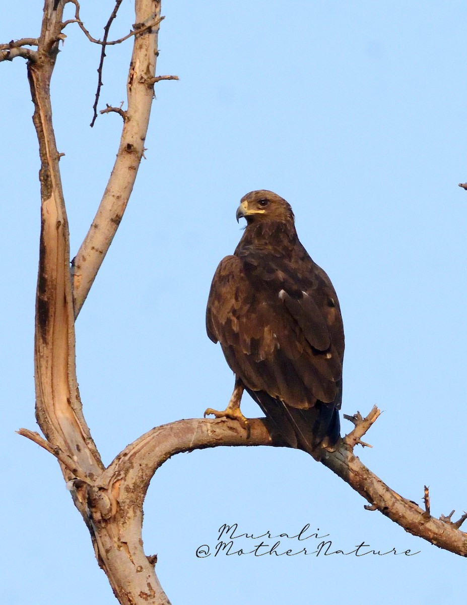 Schelladler - ML615740531