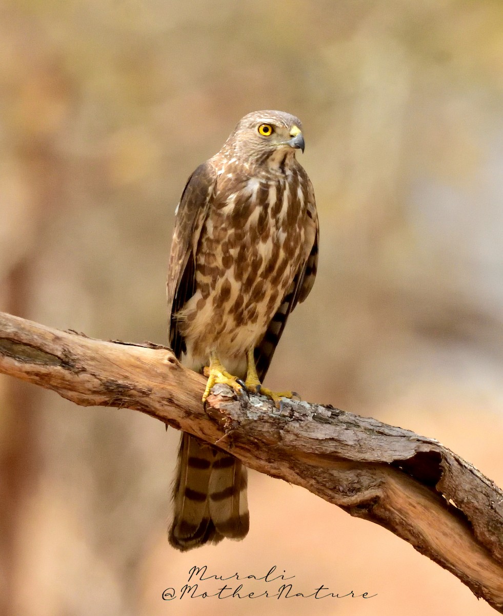 Schikrasperber - ML615740534