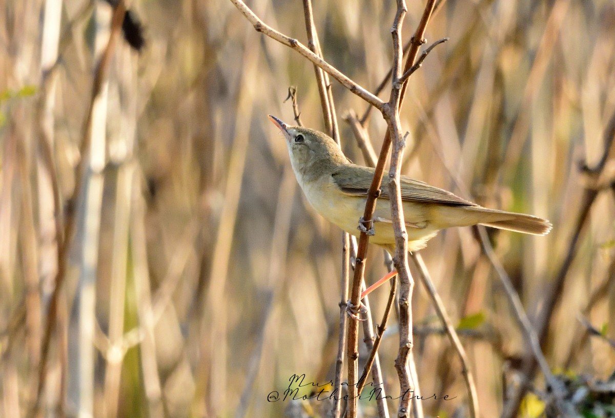 Buschrohrsänger - ML615740539
