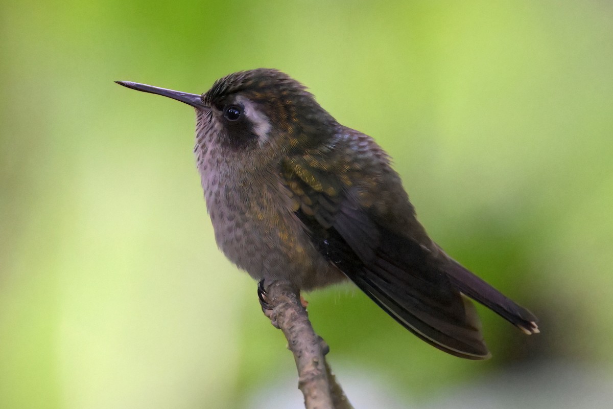 Speckled Hummingbird - Guy Lafond