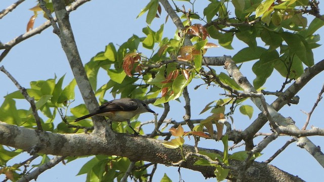 Minivet Chico - ML615740663