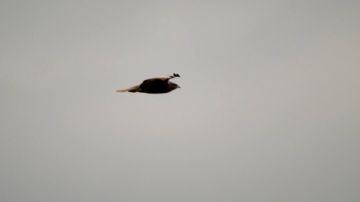 Common Buzzard (Canary Is.) - ML615740701