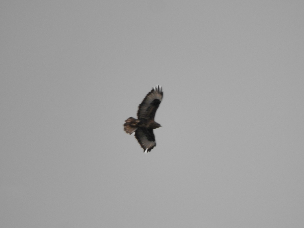 Common Buzzard (Canary Is.) - ML615740703