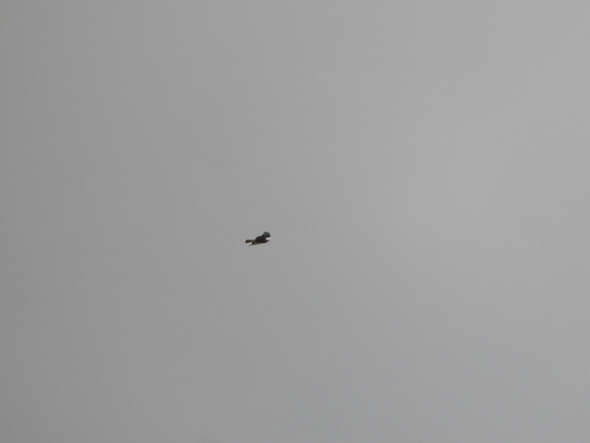 Common Buzzard (Canary Is.) - ML615740705
