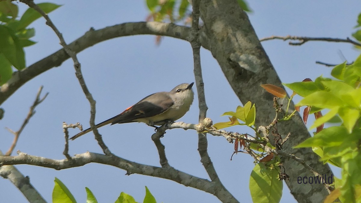 Small Minivet - Mohan Raj K.