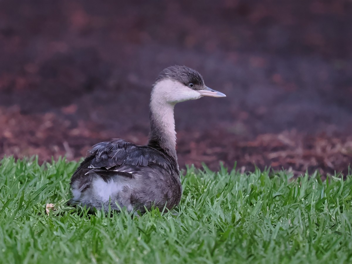 Hoary-headed Grebe - ML615740760