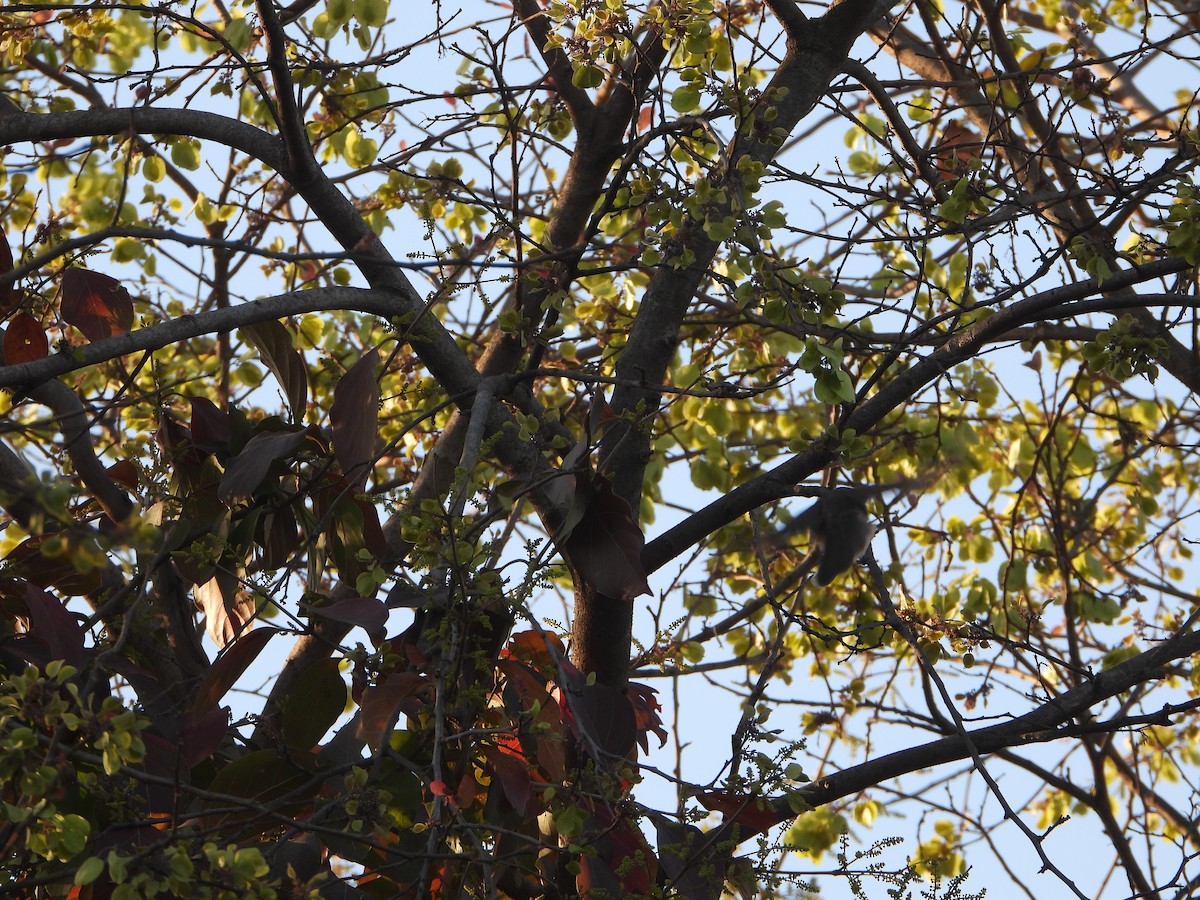 Spot-breasted Fantail - ML615740761