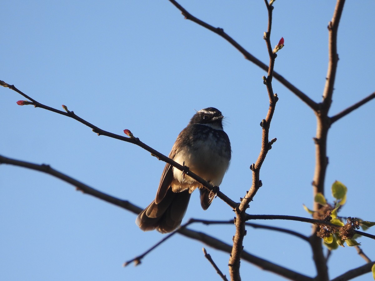 Spot-breasted Fantail - ML615740762