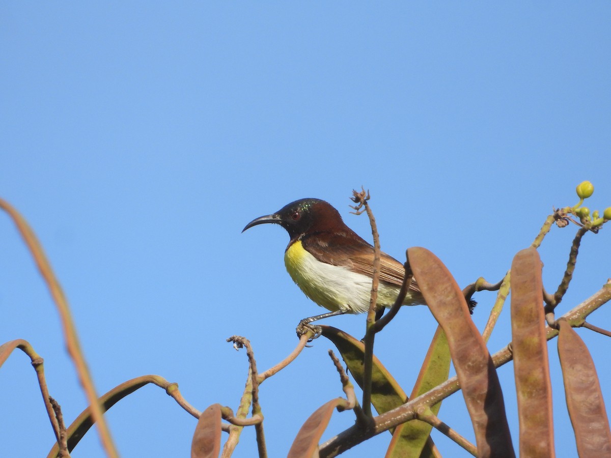 Purple-rumped Sunbird - ML615740768