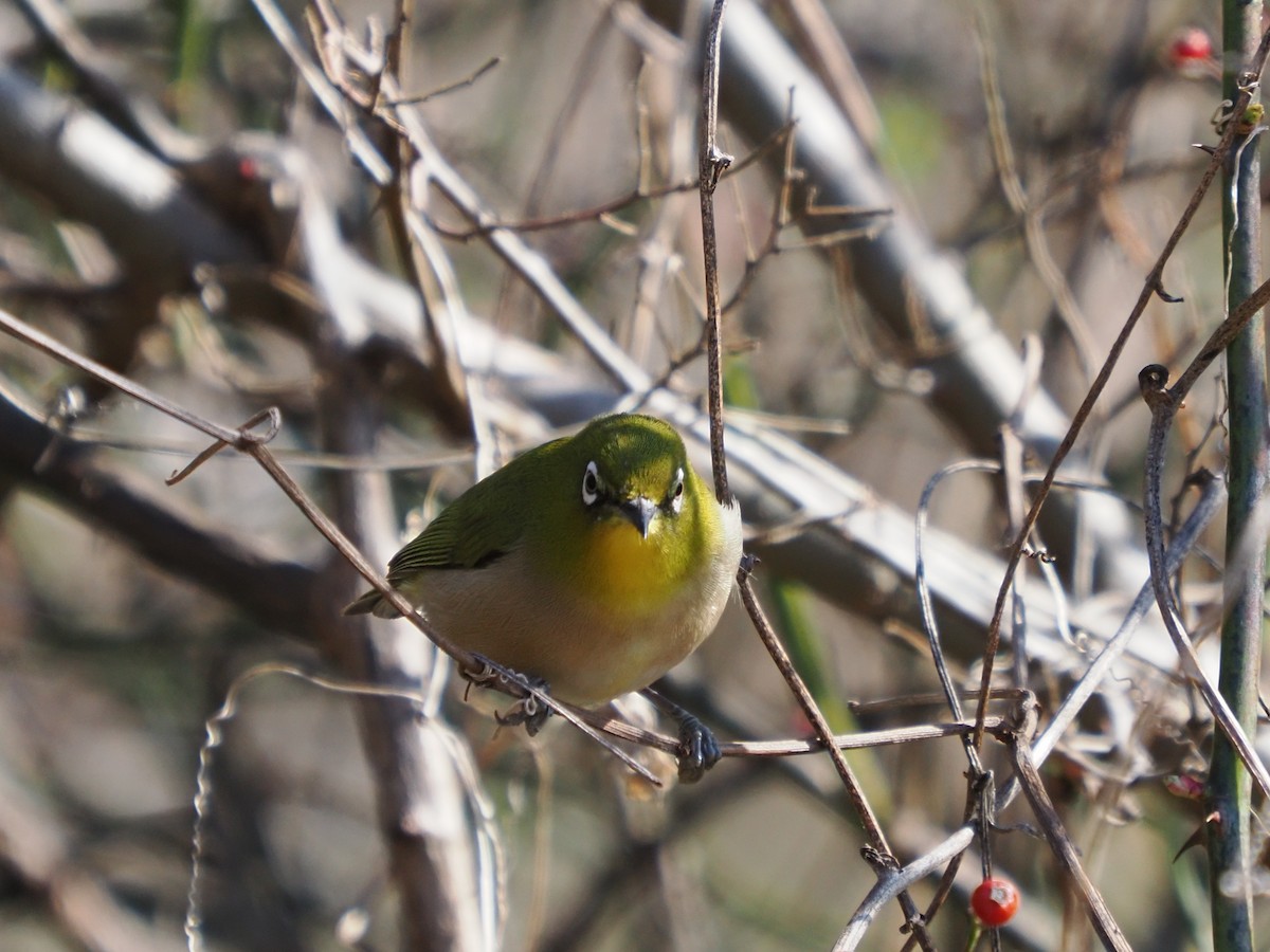 Warbling White-eye - Inazoh 🍻