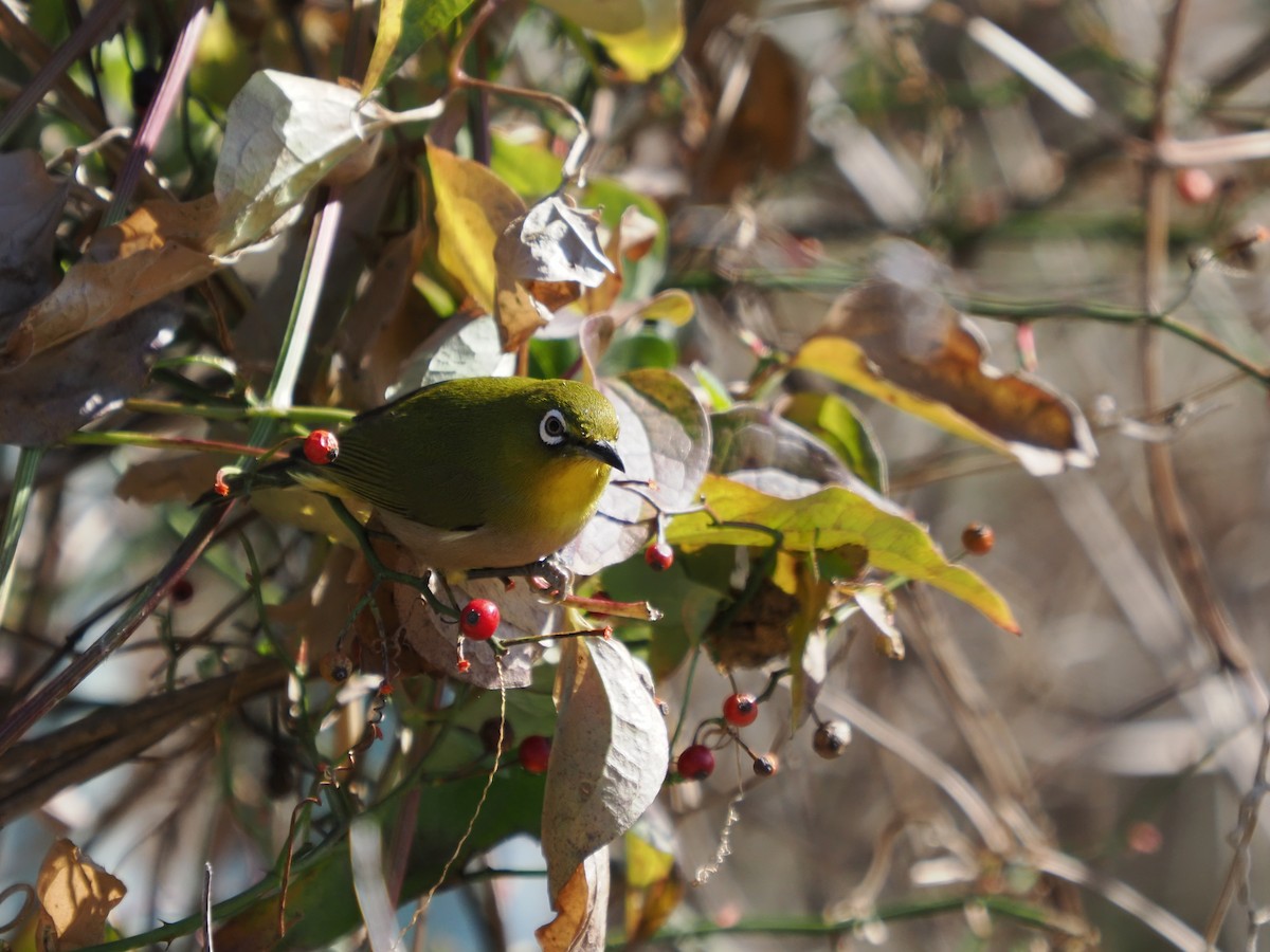 Warbling White-eye - Inazoh 🍻