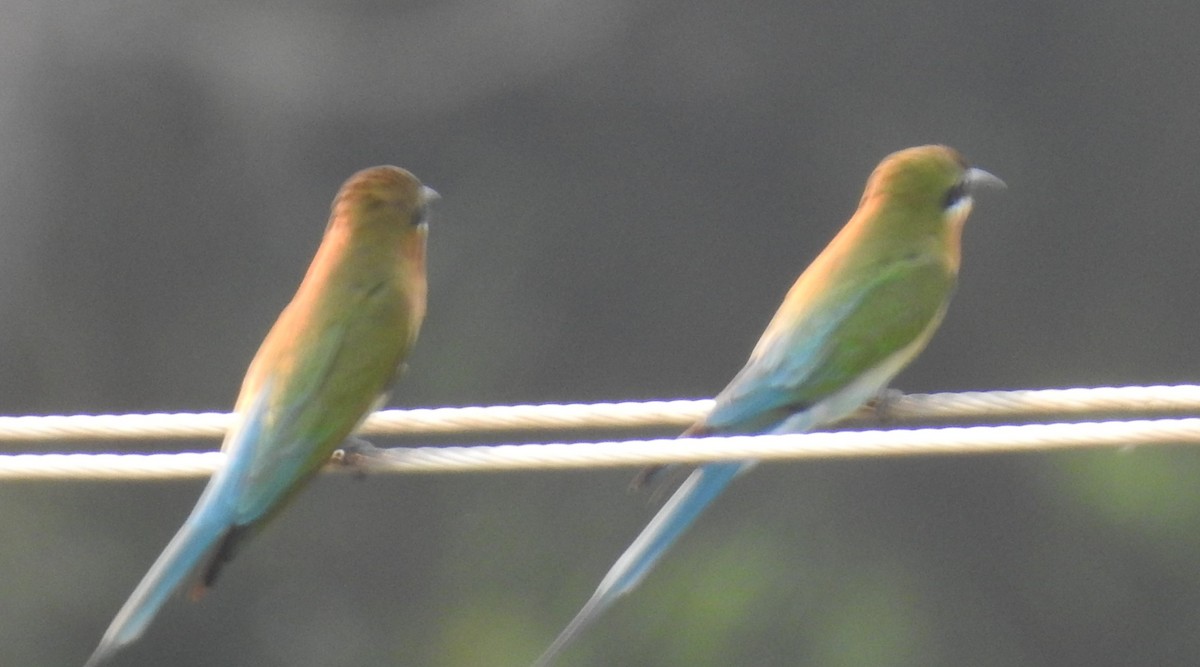Blue-tailed Bee-eater - ML615740805