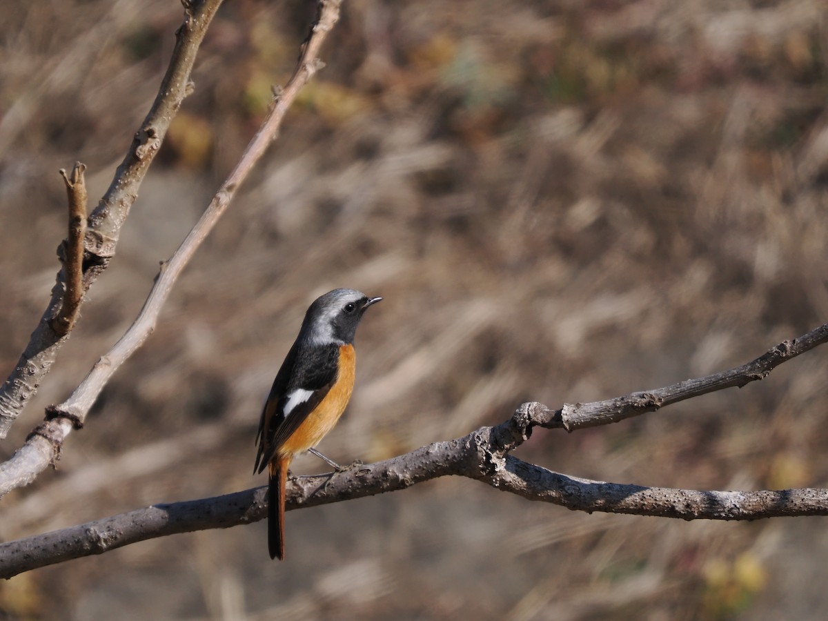 Daurian Redstart - Inazoh 🍻