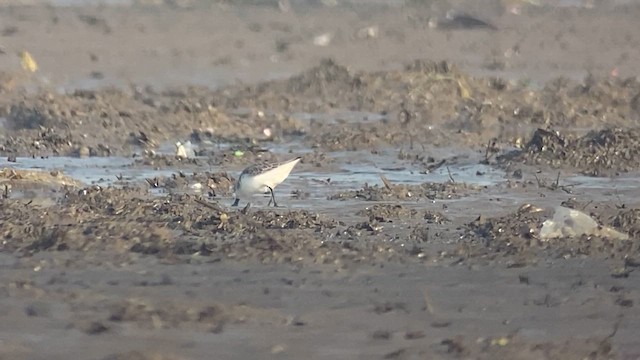 Spoon-billed Sandpiper - ML615740840