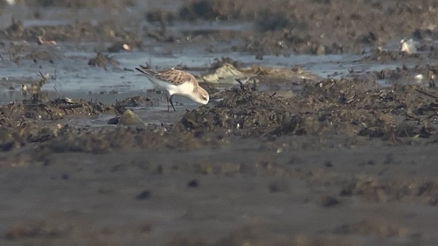 Spoon-billed Sandpiper - ML615740841