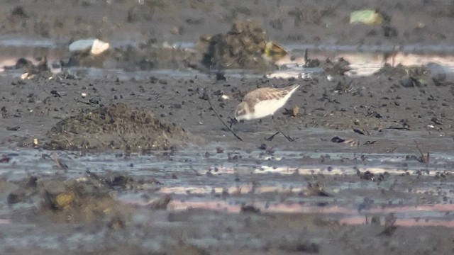 Spoon-billed Sandpiper - ML615740842