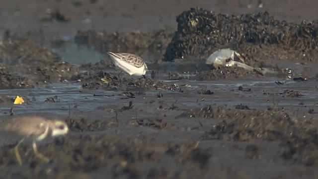 Spoon-billed Sandpiper - ML615740843