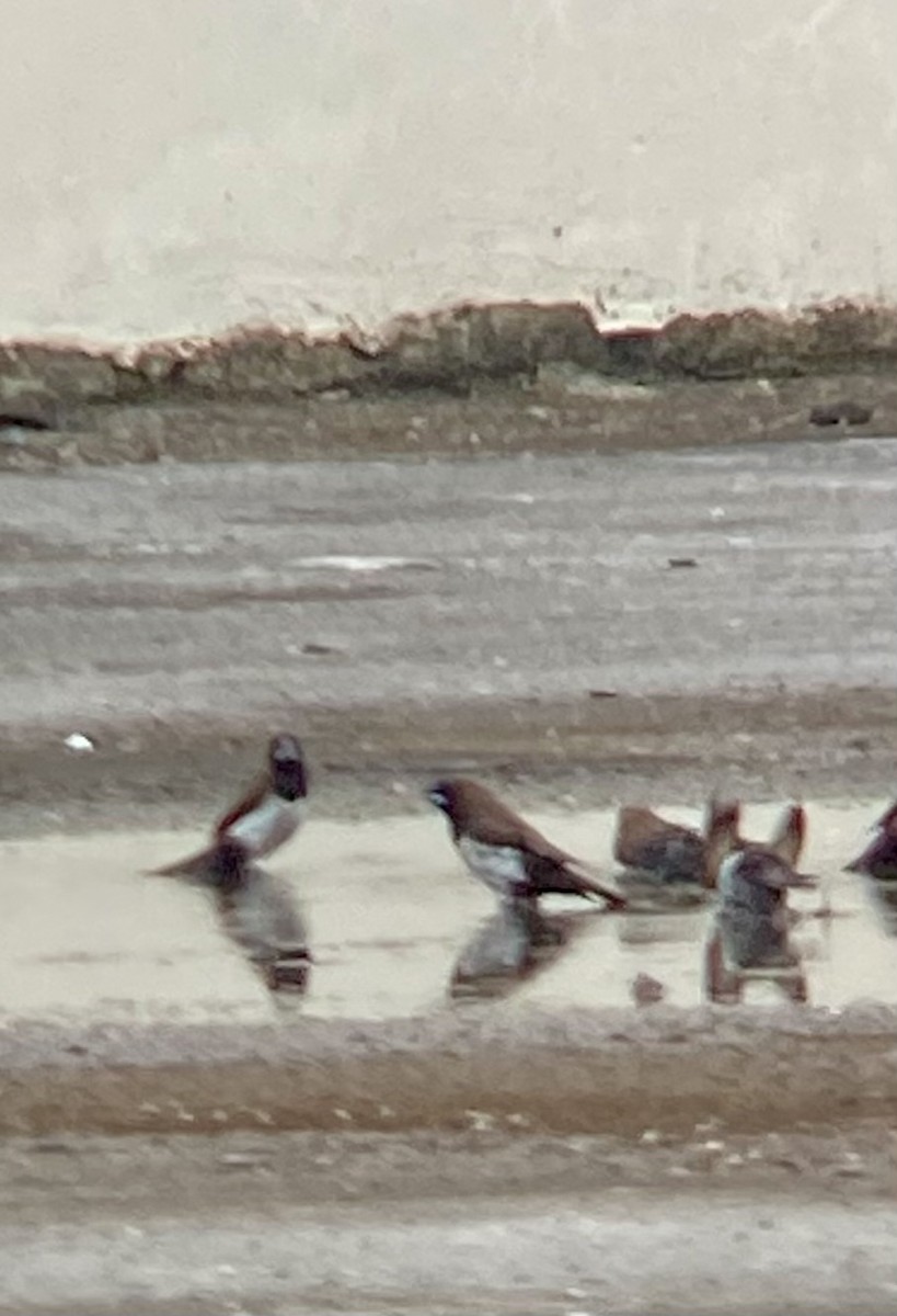 Capucin javanais - ML615740854