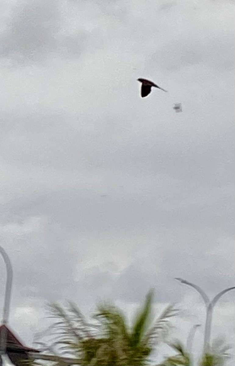 Hirondelle striolée (groupe striolata) - ML615740860