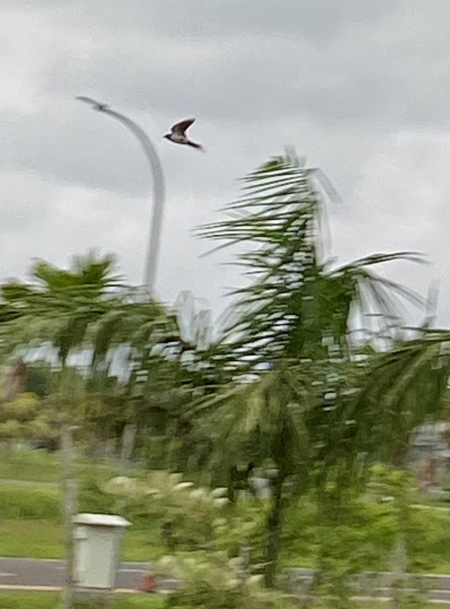 Hirondelle striolée (groupe striolata) - ML615740861